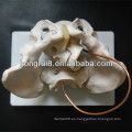 Anatomía ISO Pelvis Modelo con cráneo fetal, Modelo de Demostración de Nacimiento